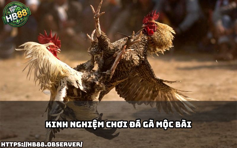 Bỏ túi mẹo chơi đá gà mộc bài hiệu quả tại HB88 giúp bạn tăng tỷ lệ thắng nhanh chóng Bỏ túi mẹo chơi đá gà mộc bài hiệu quả tại HB88 giúp bạn tăng tỷ lệ thắng nhanh chóng