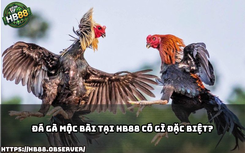 Khám phá điểm nổi bật khi chơi đá gà mộc bài tại HB88 – Hình ảnh chân thực, nạp rút siêu nhanh Khám phá điểm nổi bật khi chơi đá gà mộc bài tại HB88 – Hình ảnh chân thực, nạp rút siêu nhanh