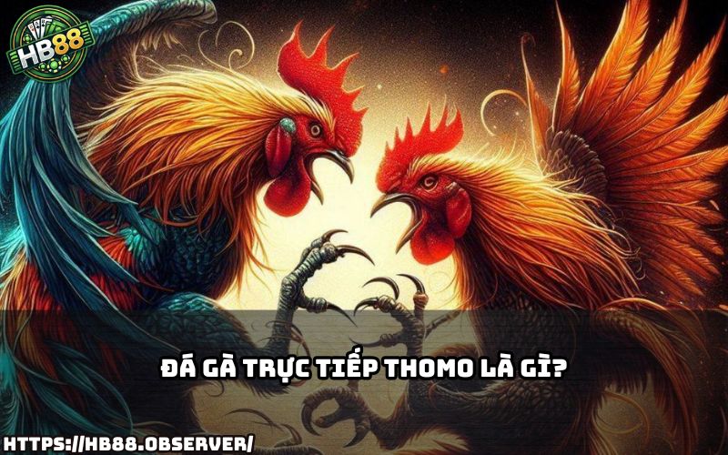 Tìm hiểu Đá Gà Trực Tiếp Thomo là gì cùng HB88 – đam mê đá gà chân thật đến từng giây phút