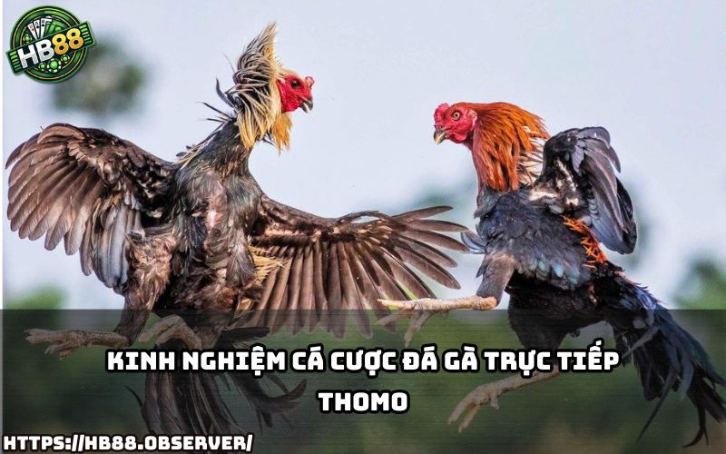 Bỏ túi kinh nghiệm cá cược Đá Gà Trực Tiếp Thomo tại HB88 – giúp anh em thắng lớn mỗi ngày